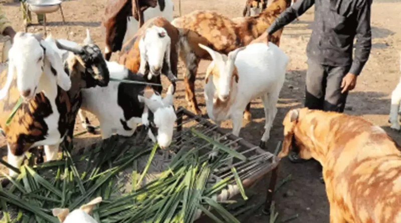 प्रदेश के नगरीय क्षेत्रों में 22 जनवरी को बंद रहेंगे पशुवध गृह