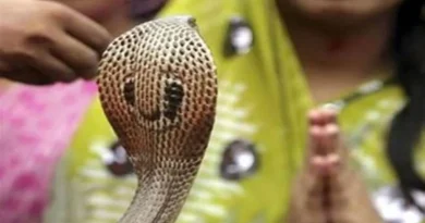 अमृत, सिद्धि साध्य योग और हस्त नक्षत्र के संयोग में नागपंचमी
