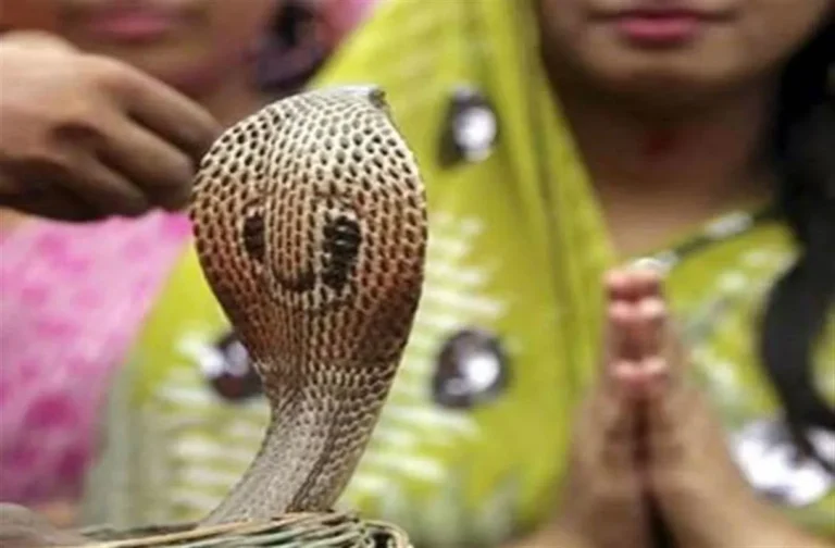 अमृत, सिद्धि साध्य योग और हस्त नक्षत्र के संयोग में नागपंचमी