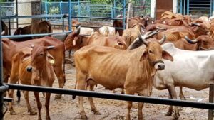 प्रदेश स्तरीय गौ-शाला सम्मेलन 20 जून को