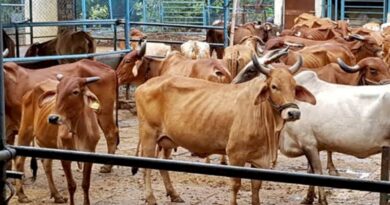 प्रदेश स्तरीय गौ-शाला सम्मेलन 20 जून को