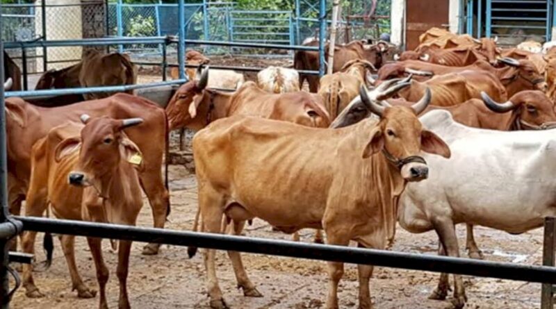प्रदेश स्तरीय गौ-शाला सम्मेलन 20 जून को