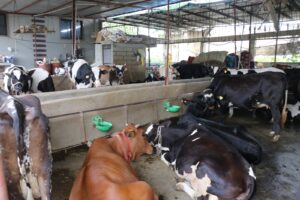 सरकारी योजना बनी संबल, आचार्य विद्यासागर गौ-संवर्धन योजना से मिली नई उड़ान